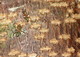 Green Ants (?), Daintree NP